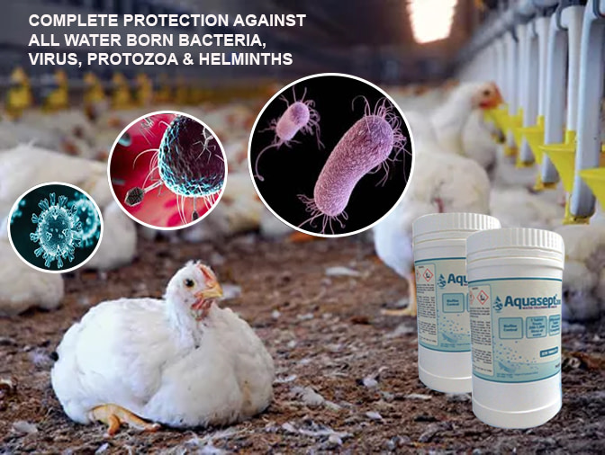 aquasept for the protection of livestock from e.coli